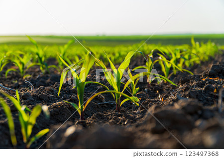 Green corn grow in an industrial field. Growing corn on a large scale Green corn grow in an industrial field. Growing corn on a large scale 123497368