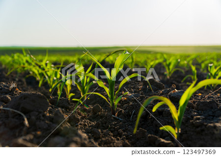 Green corn sprouts. Corn grows in a large field 123497369
