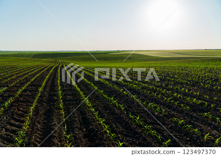 A large field of corn sprouts. Beautiful rows of corn A large field of corn sprouts. Beautiful rows of corn 123497370