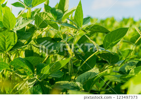 Green soybean pods. Closeup of green soybean plant. Agriculture Green soybean pods. Closeup of green soybean plant. Agriculture 123497373