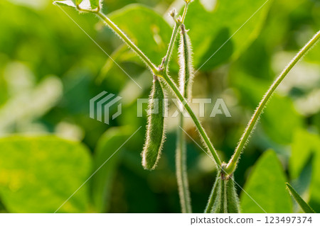 Stems of young green soybean plants. Green soybean pods close up Stems of young green soybean plants. Green soybean pods close up 123497374