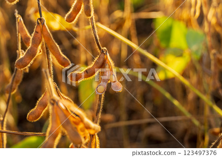 Ripe soybean pods. Closeup of Ripe soybean plant. Agriculture Ripe soybean pods. Closeup of Ripe soybean plant. Agriculture 123497376