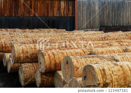 Sawing wood on a sawmill. Logs of wood lie on the sawmill. Production of wooden boards Sawing wood on a sawmill. Logs of wood lie on the sawmill. Production of wooden boards 123497381