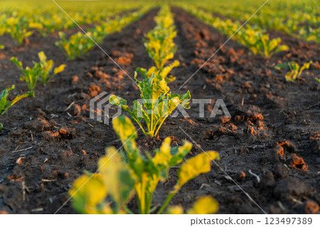 Sprouts of a sugar beet plant. Sugar beet growth in farm. Agricultural landscape 123497389