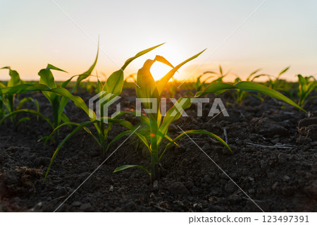 Sprouts of a corn plant. Corn growth in farm. Agricultural landscape 123497391