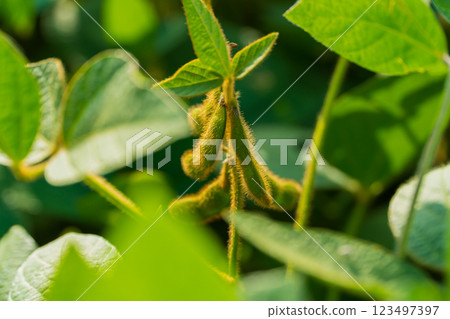 Young soybean pods in a soybean field. Young green pods of varietal soybeans on a plant 123497397