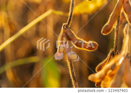 Ripe pods of soybean varieties on a plant stem. Ready for harvest ripe soy pods 123497401