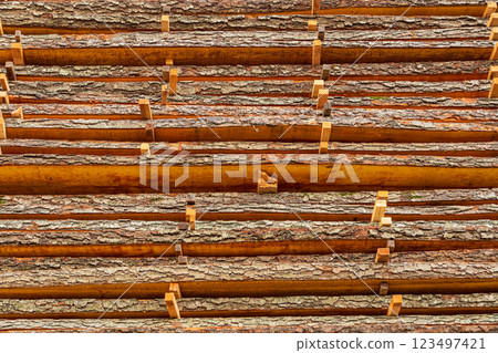 Sawing and air drying of wood. Planks on the sawmill 123497421