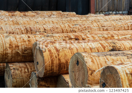 Trunks at a sawmill. Processing of timber at the sawmill Trunks at a sawmill. Processing of timber at the sawmill 123497425