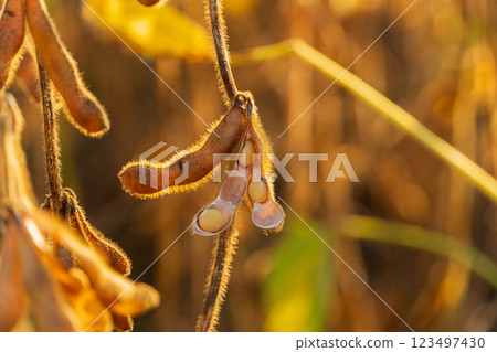 Ripe soybean pods. Soybean pods ready to harvest 123497430