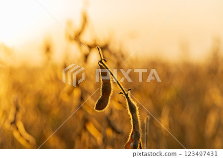 Soy pods at sunset, close up. Soybean pod on the plantation at sunset 123497431