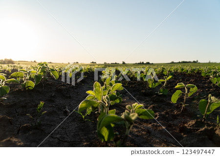 Soybean plants in a field at sunset. Cultivation of young soybean plants. Soy business 123497447
