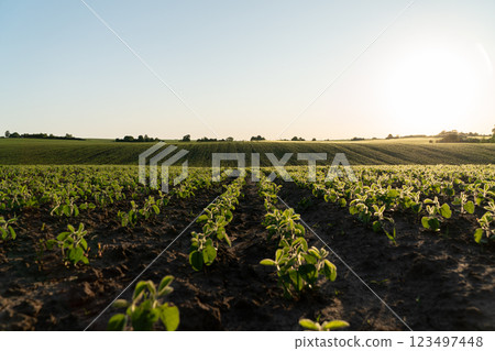 Young soybean plants grow in a large field. Beautiful rows of small soybean sprouts. Agricultural field at sunset 123497448