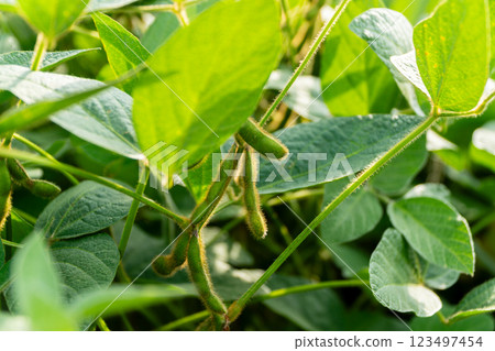 Green soybean pods. Soy growing in the field 123497454