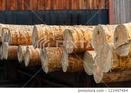 Logs of wood lie on the sawmill. Sawing logs into lumber. Production of boards. Wood industry Logs of wood lie on the sawmill. Sawing logs into lumber. Production of boards. Wood industry 123497464