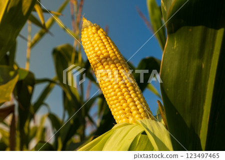 A corn cob hanging from a stalk in a field. A ripe sweet corn cob hangs on the stalk at sunset. A corn cob hanging from a stalk in a field. A ripe sweet corn cob hangs on the stalk at sunset. 123497465
