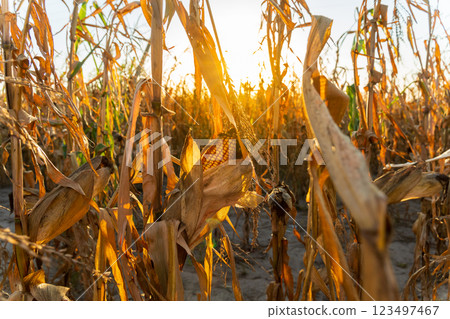 A vibrant cornfield glows under the warm light of sunset. Dry corn stalks tower above, indicating the nearing harvest season in the countryside A vibrant cornfield glows under the warm light of sunset. Dry corn stalks tower above, indicating the nearing harvest season in the countryside 123497467