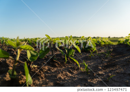 Young soybean sprouts. Soy sprouts grow in the field. Close-up of soybean sprouts in the field 123497471