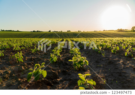 A large soybean field with small soybean plants. Soybean sprouts grow in an agricultural field. Agricultural landscape 123497473