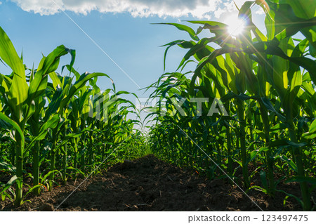 Rows of corn in a field. Beautiful rows of corn. Lush green leaves of corn. Corn business Rows of corn in a field. Beautiful rows of corn. Lush green leaves of corn. Corn business 123497475