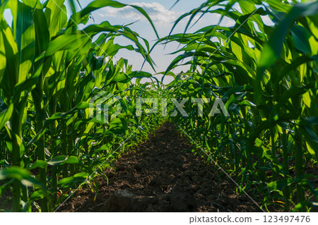 Corn field. A beautiful image of corn leaves Corn field. A beautiful image of corn leaves 123497476