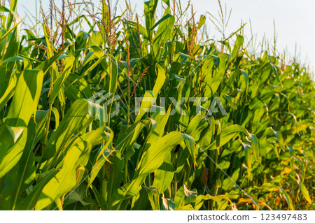 Beautiful green leaves of corn. A field of sweet corn. A corn field is illuminated by the sun Beautiful green leaves of corn. A field of sweet corn. A corn field is illuminated by the sun 123497483
