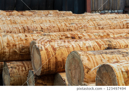 Logs of wood. Wood sawing. Production of wood material. Working with wood at the sawmill Logs of wood. Wood sawing. Production of wood material. Working with wood at the sawmill 123497494