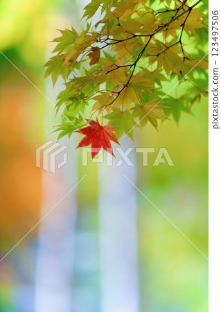 Mountain autumn leaves and birch Mountain autumn leaves and birch 123497506