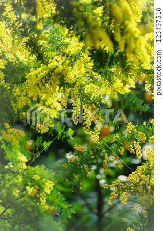 含羞草叢林 123497510