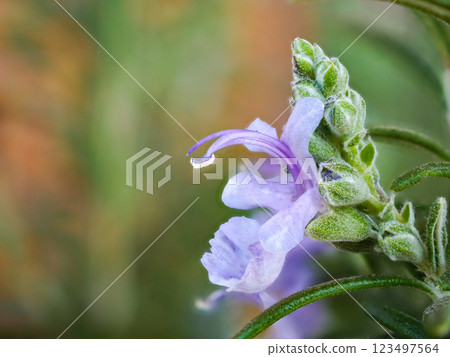 Small purple flowers of rosemary, close up Small purple flowers of rosemary, close up 123497564