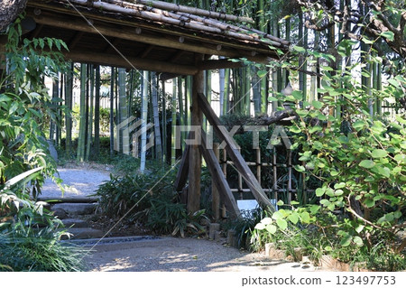 Bamboo forest at Akatsuka Botanical Garden, Itabashi City Bamboo forest at Akatsuka Botanical Garden, Itabashi City 123497753