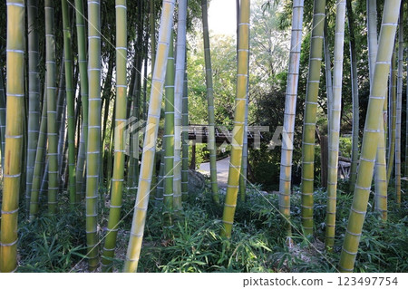 Bamboo forest at Akatsuka Botanical Garden, Itabashi City Bamboo forest at Akatsuka Botanical Garden, Itabashi City 123497754
