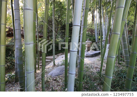 板橋區赤塚植物園的竹林 板橋區赤塚植物園的竹林 123497755