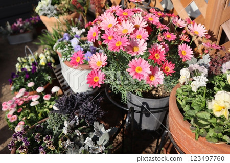 Spring flower group planting & group pot 123497760