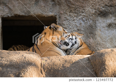 一隻母虎和她的幼虎正在親吻對方 一隻母虎和她的幼虎正在親吻對方 123497772
