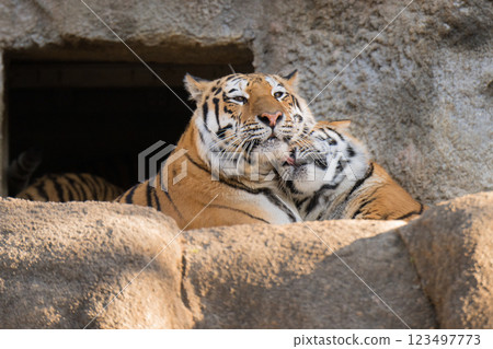 A mother and her tiger cub kissing each other 123497773