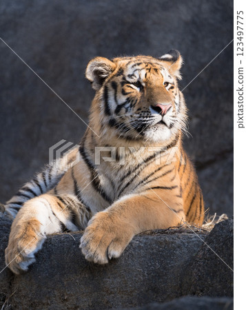 Tiger cub basking in the winter sun 123497775