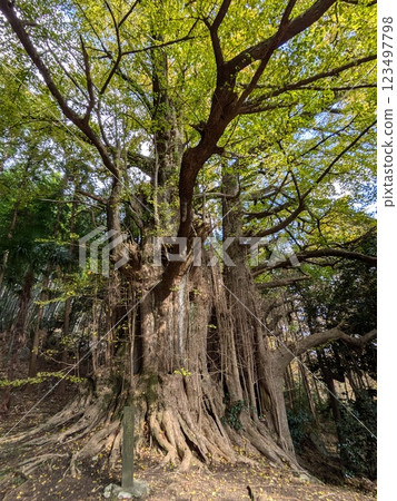 感受古廟深處巨樹的力量 123497798