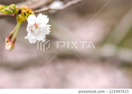 200412 Enakogawa Sakura m005 200412 Enakogawa Sakura m005 123497815