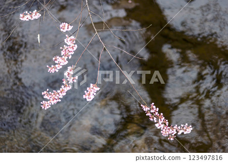 200412 Enakogawa Sakura m006 200412 Enakogawa Sakura m006 123497816