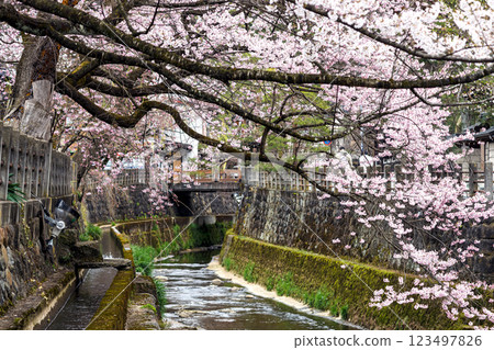 200412 Enakogawa Sakura m047 200412 Enakogawa Sakura m047 123497826