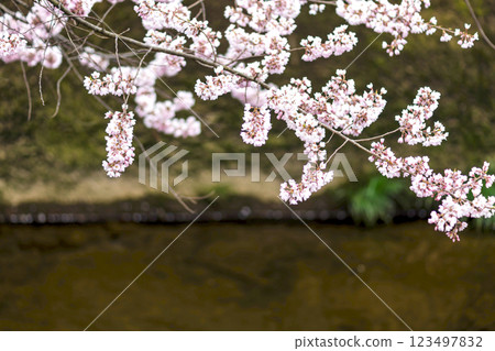 200412 恵子川櫻 m058 200412 恵子川櫻 m058 123497832