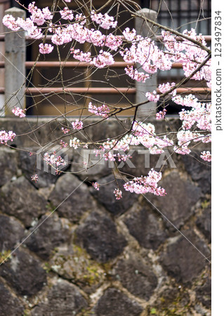 200412 恵子川櫻 m065 200412 恵子川櫻 m065 123497834