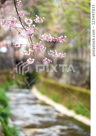 200412 恵子川櫻 m068 200412 恵子川櫻 m068 123497835