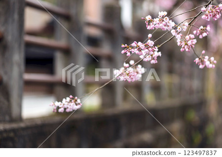 200412 Enakogawa Sakura m071 200412 Enakogawa Sakura m071 123497837