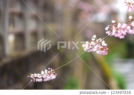 200412 Enakogawa Sakura m074 123497838