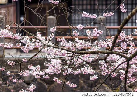 200412 Enakogawa Sakura m087 123497842