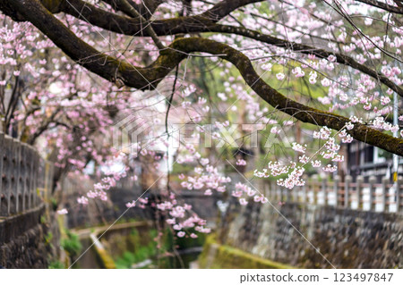 200412 Enakogawa Sakura m096 200412 Enakogawa Sakura m096 123497847