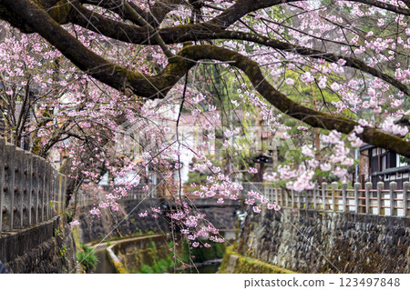 200412 Enakogawa Sakura m099 200412 Enakogawa Sakura m099 123497848