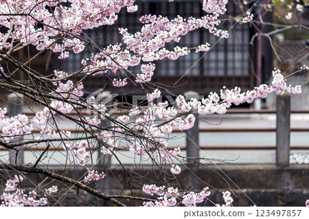 200412 Enakogawa Sakura m155 123497857